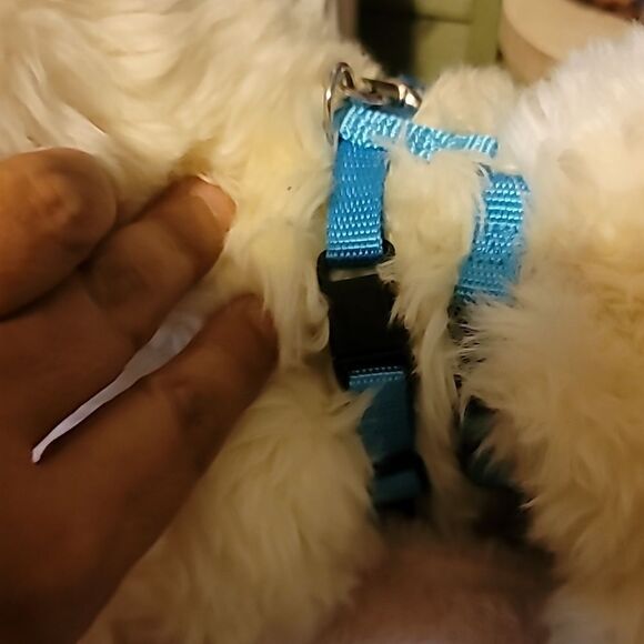 XS/SMALL Leash and Body Collar Set - Picture 3 of 5